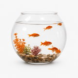 Aquarium Petit Volume