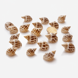 Coquillages Aquarium