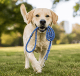 Corde à Nœuds Chien